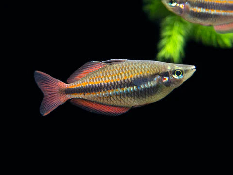 M Trifasciata Banded Rainbowfish - Goyder River