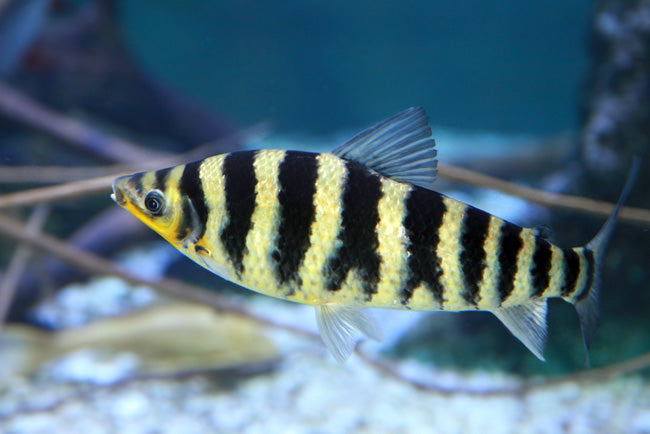 Banded Leporinus 30cm