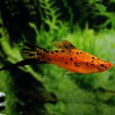 Sanke Red Swordtail