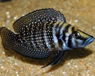 Black Calvus 4cm