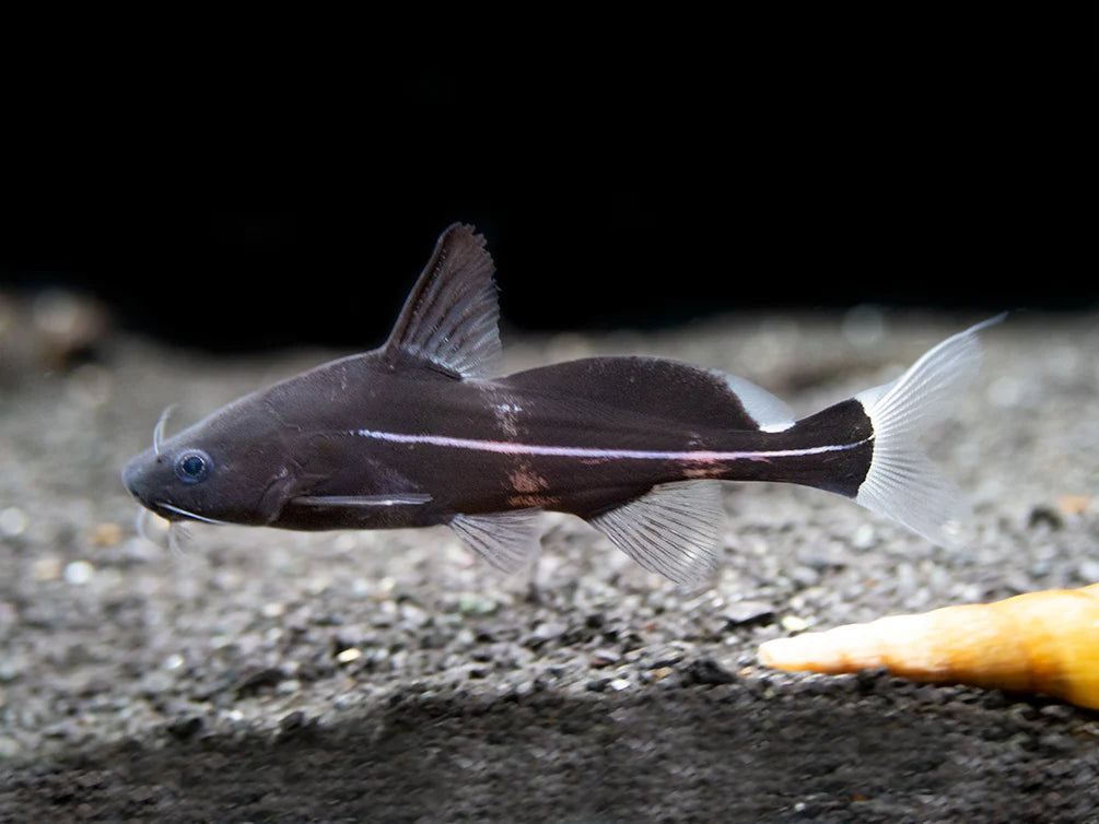 Black Lancer Catfish 5cm