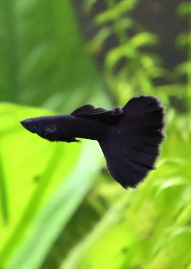 Black Moscow Male Guppy