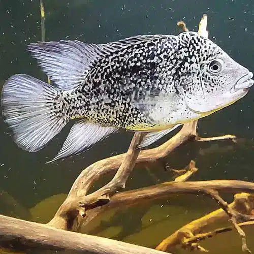 Black Nasty Cichlid