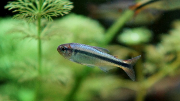Black Stripe Tetra - H. Melanostichos