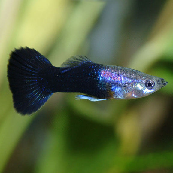 Black Tail Male Guppy