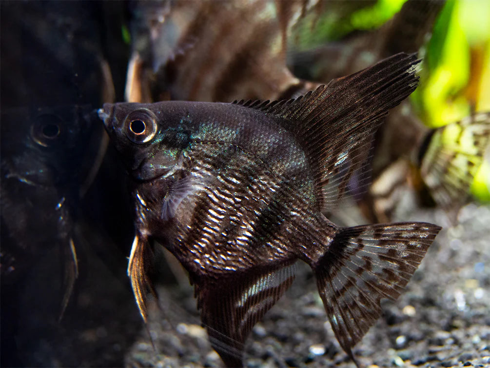 Black Zebra Angelfish 3.5cm