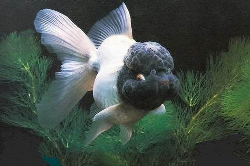 Panda Oranda 10cm