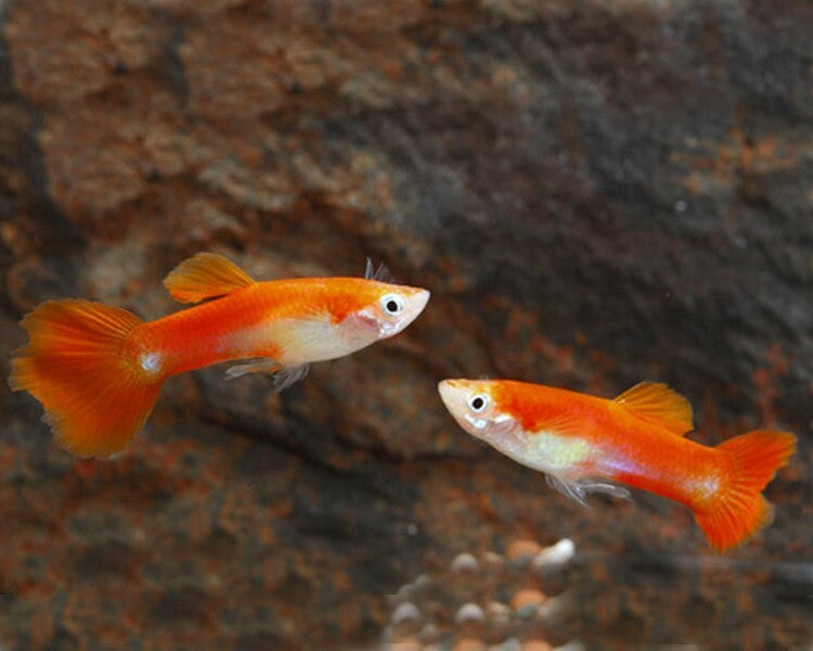 Blonde Red Tuxedo Guppy Male