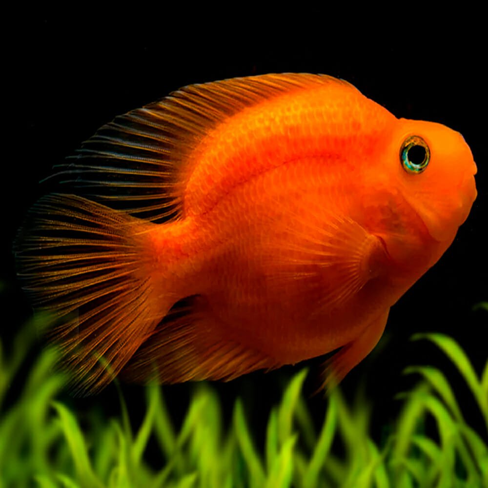 Blood Parrot Cichlid (Red/Black ONLY)