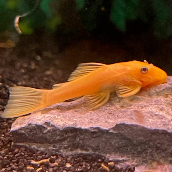 Large Super Red MALE Longfin Bristlenose 8cm