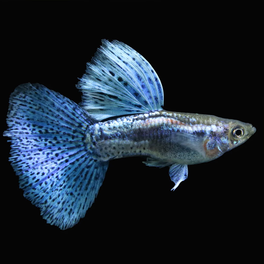 Red Grass Guppy Male