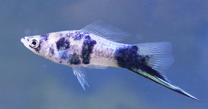 Blue Marble Koi Swordtail