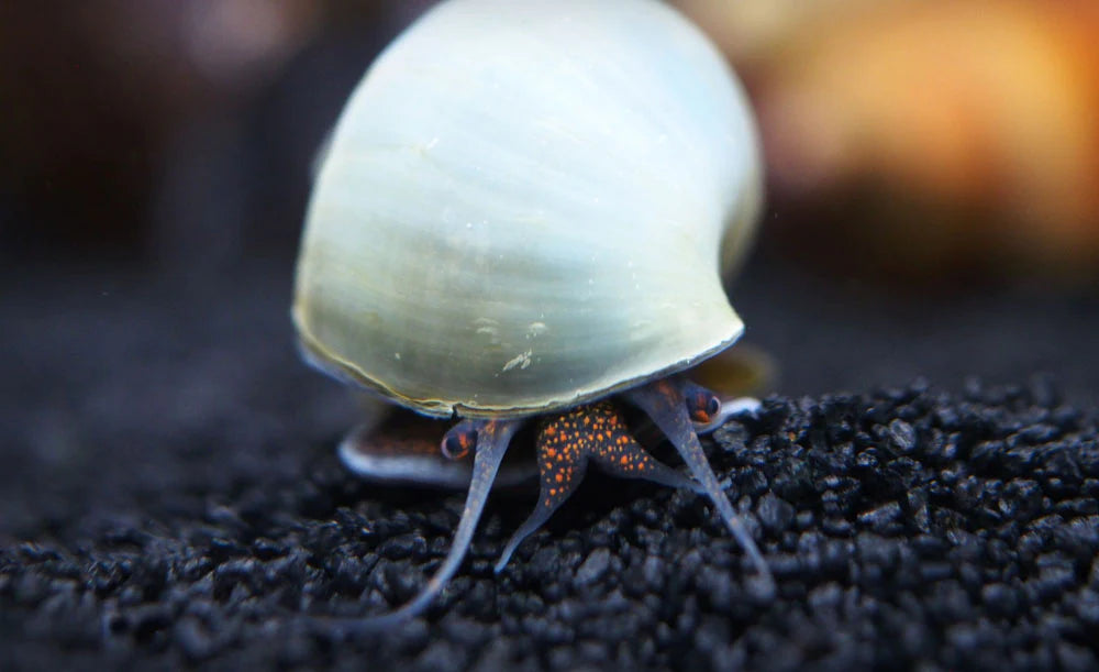 Blue Mystery Snail