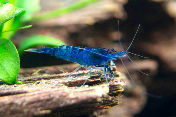 Blue Cherry Shrimp