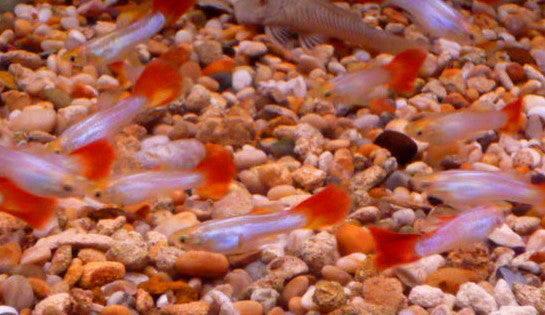 Buena vista Male Guppy