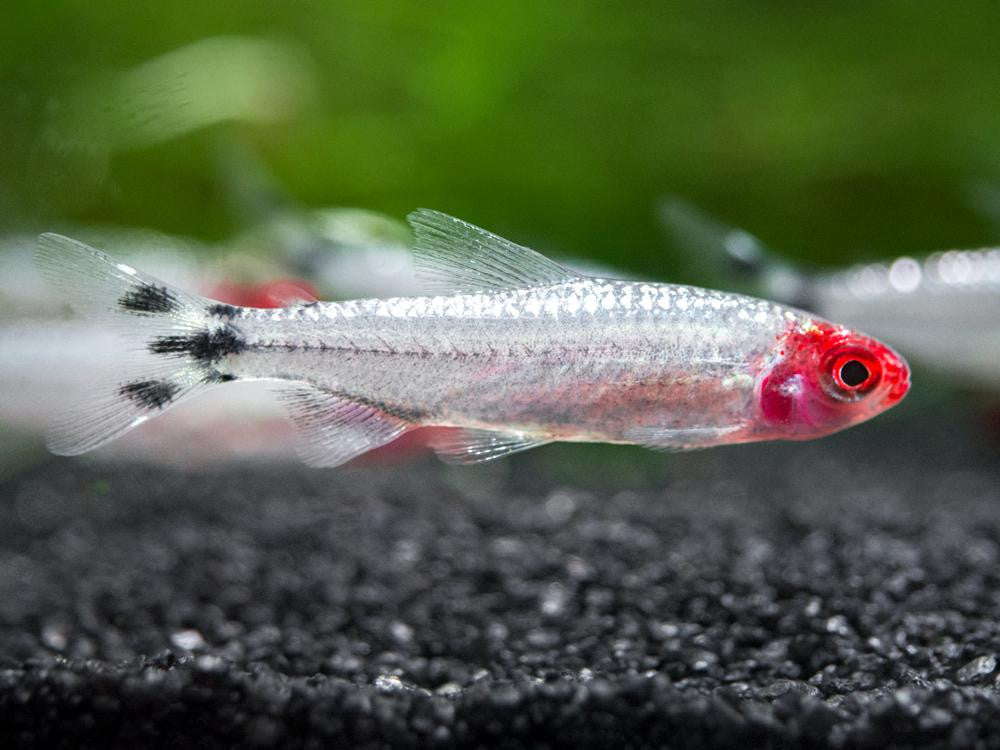 Brilliant Rummynose Tetra