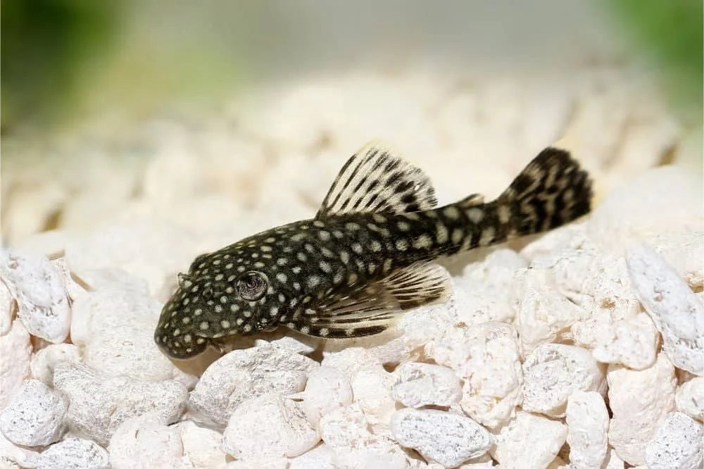 Bristlenose Catfish 5cm