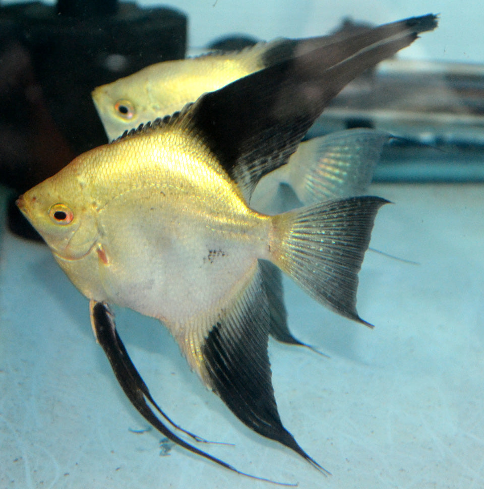 Bulgarian Sealpoint Angelfish 6cm