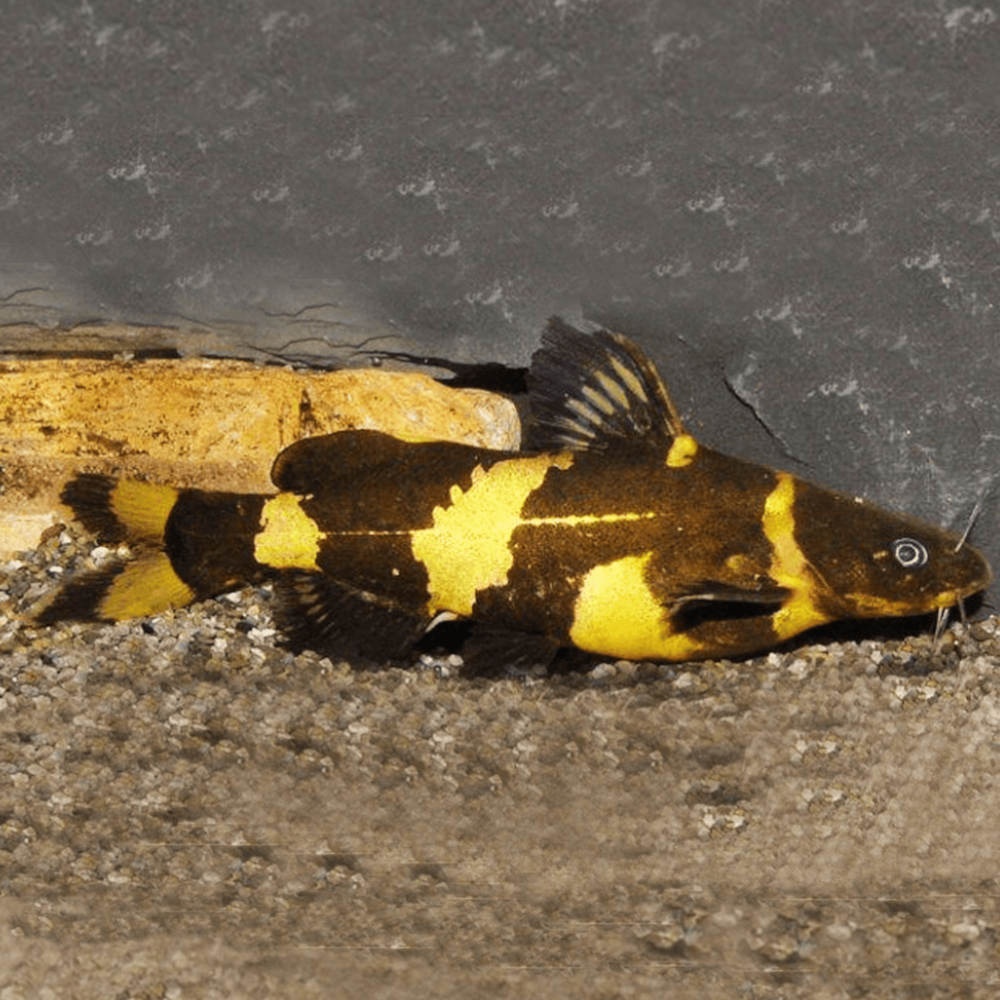 Bumblebee Catfish 5cm