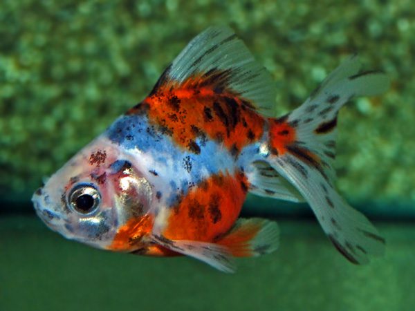 Calico Fantail 9cm