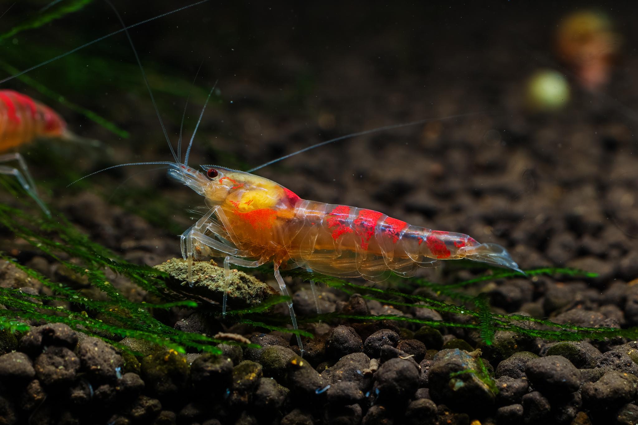 Golden Dragon Red Calceo Shrimp