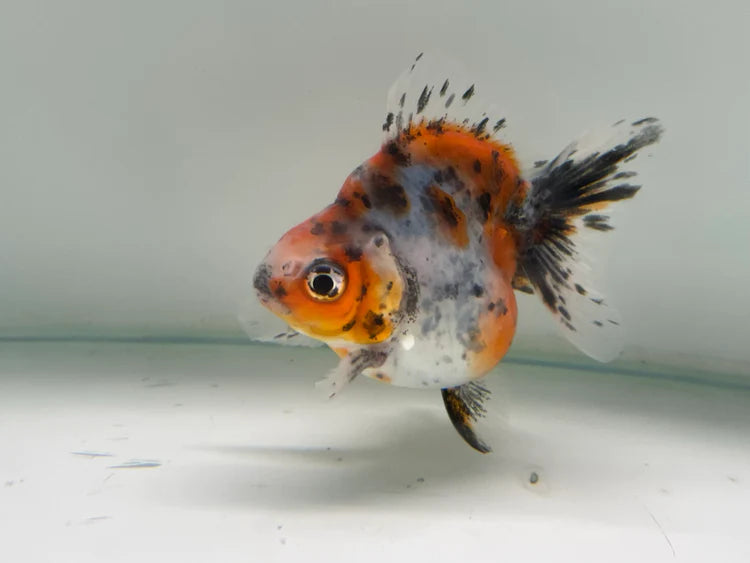 Calico Ryukin 12cm