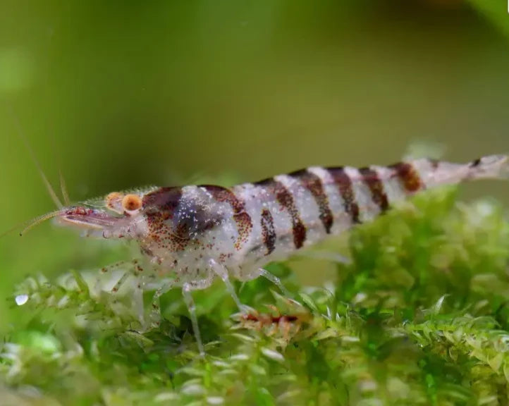 Chameleon Shrimp