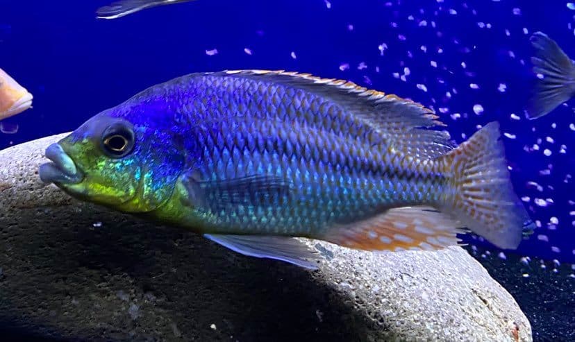 Cheilochromis Euchilus Thick Lip