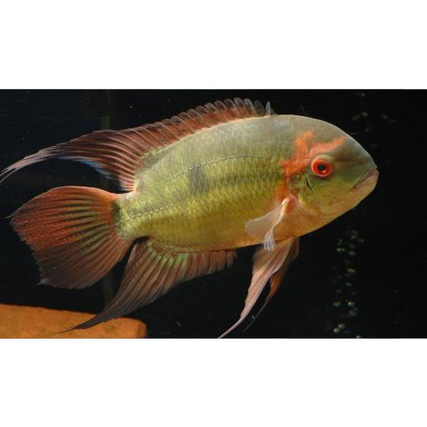 Chocolate Cichlid 10cm