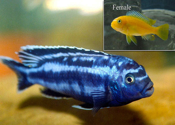 Pseudotropheus Johannii 5cm
