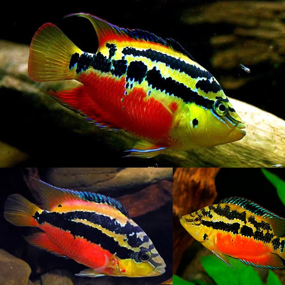 Salvini Cichlid 6cm