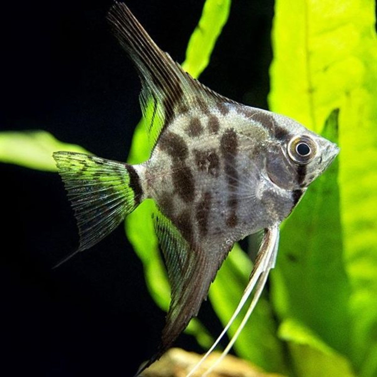 Clown Angelfish 6cm