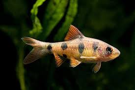 Clown Barb 6cm