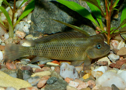 Lionhead Cichlid 5cm