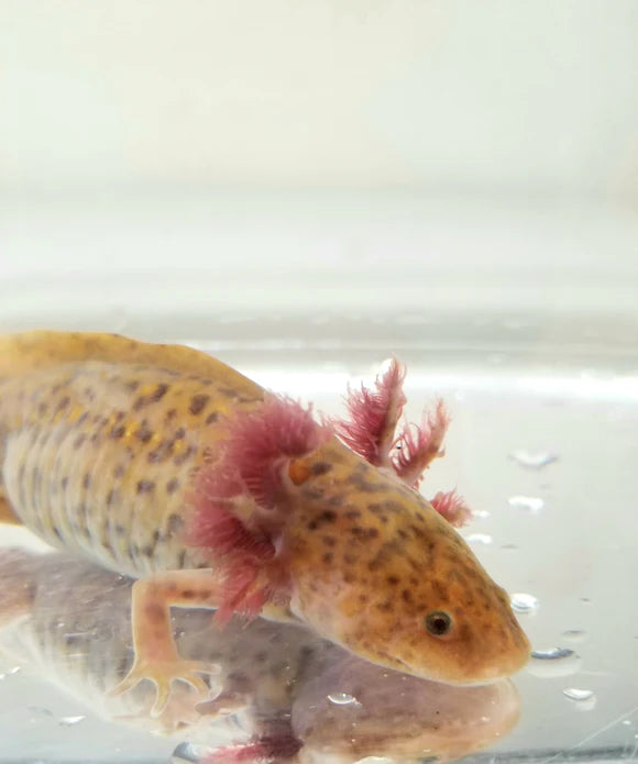 Assorted Axolotl 12-15cm