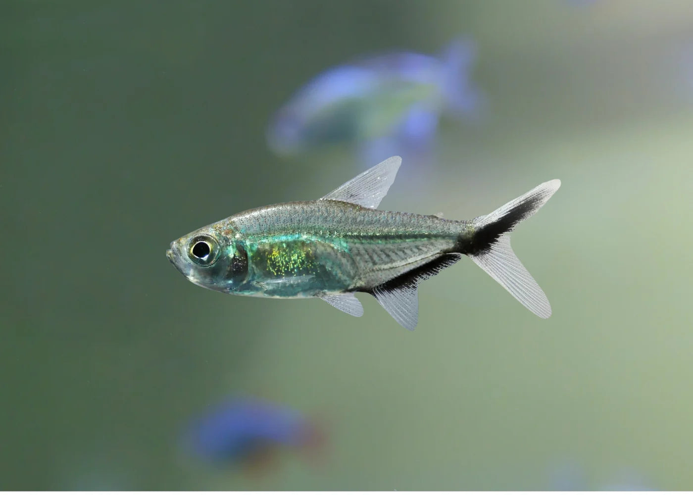Costae Tetra