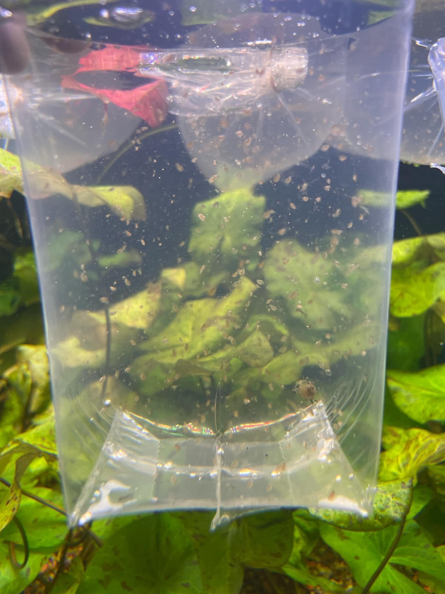 Live Food Daphnia/Brine Shrimp