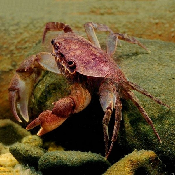 Darwin Freshwater Crab