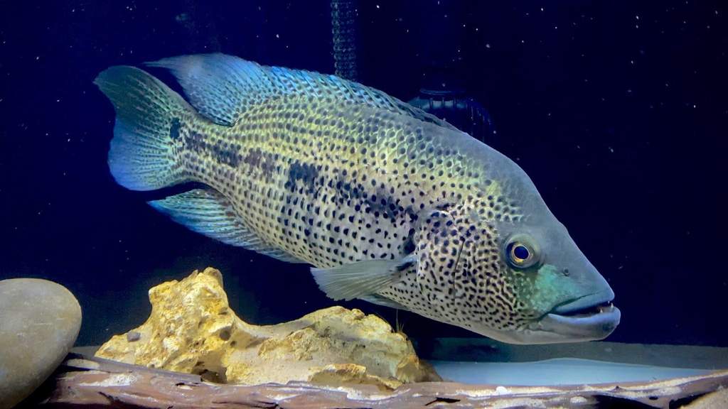 Dovii Wolf Cichlid
