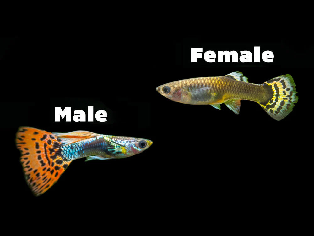 Dumbo Dragon Guppy Male