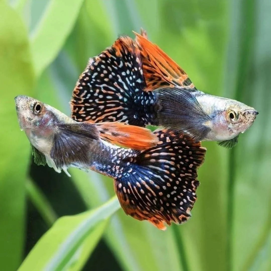 Tuxedo Dumbo Guppy Male