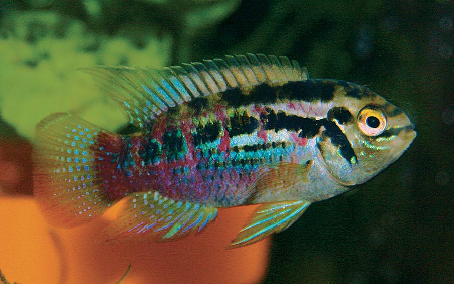 Dwarf Flag Cichlid 5cm