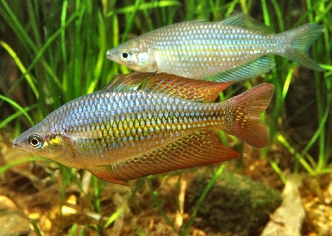 Eastern Rainbowfish Wallaby Creek