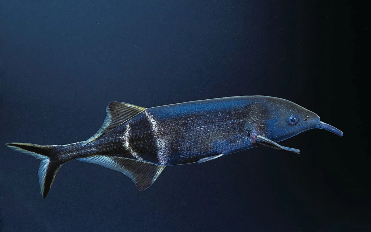 Elephant Nose Fish 10cm