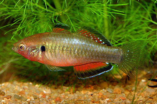 Empire Gudgeon 6cm
