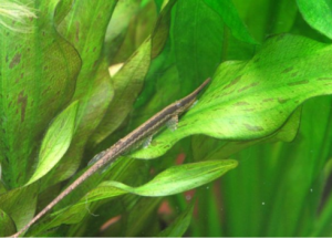 Farlowella (Twig Catfish) 10cm