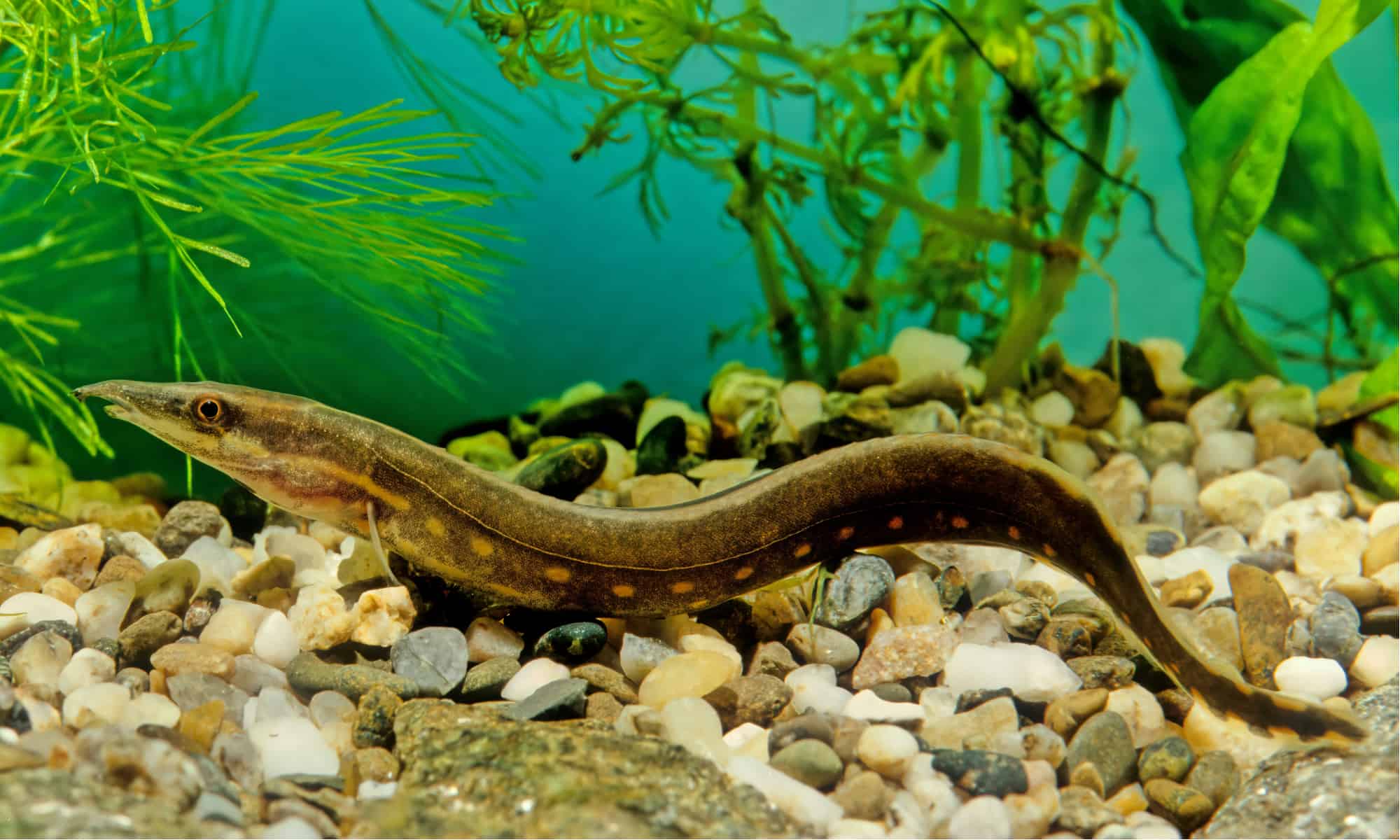 Fire Eel 15cm