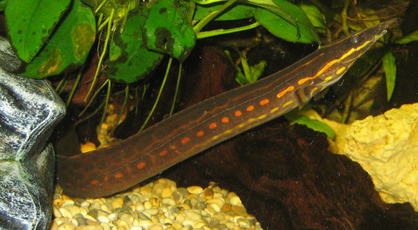 Fire Eel 10cm