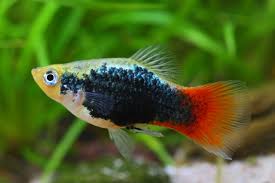 Green Firetail Platy