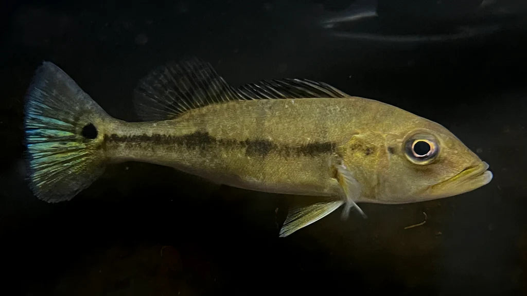 Fogo Peacock Bass 6cm